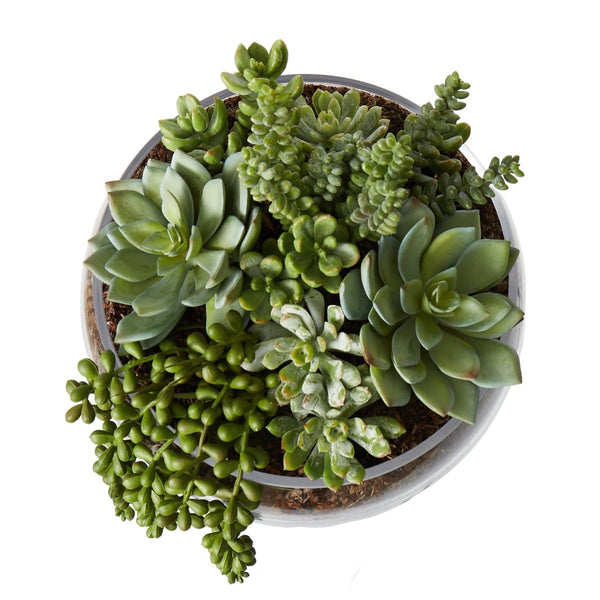 Succulent Mix Scarlett Bowl Small - Glass