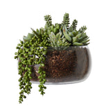 Succulent Mix Scarlett Bowl Small - Glass