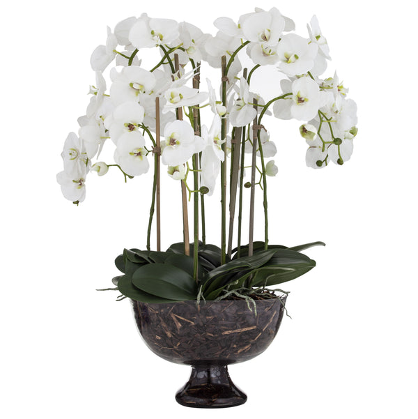 Phalaenopsis Full - Dahlia Bowl