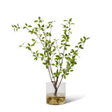 Pittosporum Plant in Vera Vase - Green