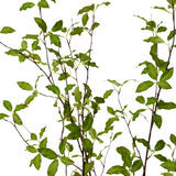 Pittosporum Plant in Vera Vase - Green