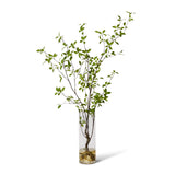 Pittosporum Plant in Vera Vase - Green