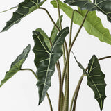 Alocasia Plant - Green
