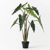 Alocasia Plant - Green