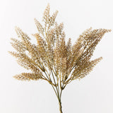 Astilbe Bush - Coffee