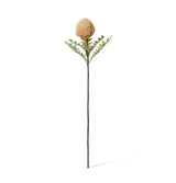 Banksia Baxteri Stem - Beige
