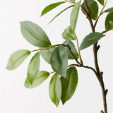 Bay Leaf Spray - Green