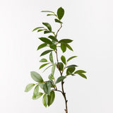 Bay Leaf Spray - Green