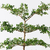 Black Olive Tree - Green