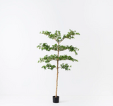 Black Olive Tree - Green