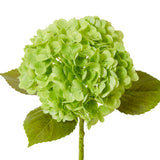 Hydrangea Classic Stem - Dark Green