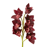 Cymbidium Lush Stem - Burgundy