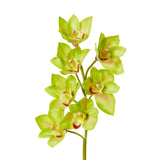 Cymbidium Lush Stem - Green