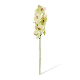 Vanda Orchid - Green