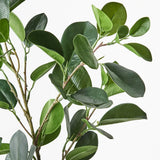 Ficus Microarpa Spray - Green