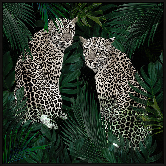 Buy Jungle Fever in Perth, Osborne Park, & Joondalup WA The Furniture Gallery