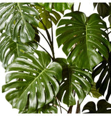 Monstera Vine Plant Potted - Green