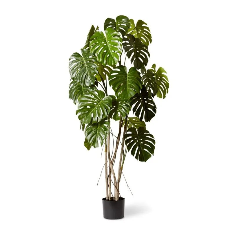Buy Monstera Vine Plant Potted Green in Perth, Osborne Park, and