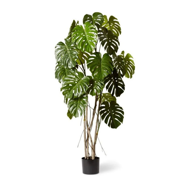 Monstera Vine Plant Potted - Green