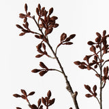 Simplex Seed Spray - Chocolate Brown