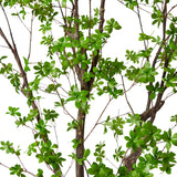 Pieris Tree - Dark Green