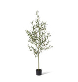 Olive Tree
