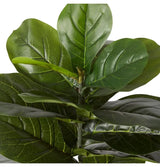 Fiddle Leaf Tree