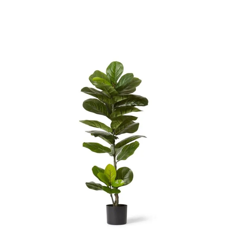 fiddle leaf fig perth Buy Fiddle Leaf Tree Plant in Perth, Osborne Park, and Joondalup, WA – The  Furniture Gallery