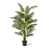 Palm Areca