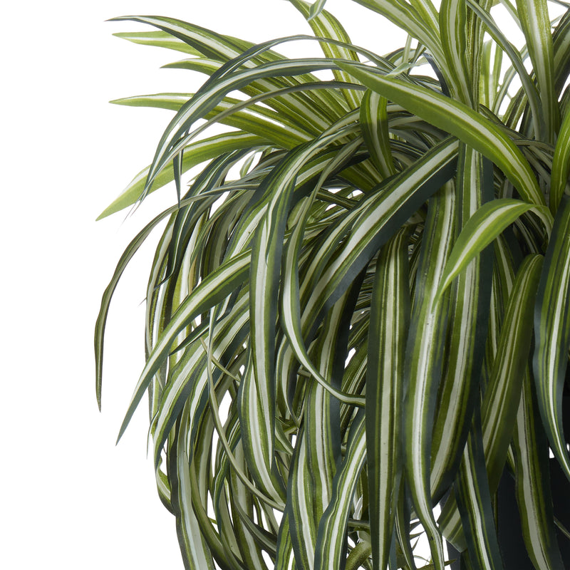 Spider Plant Garden Pot Green-Black