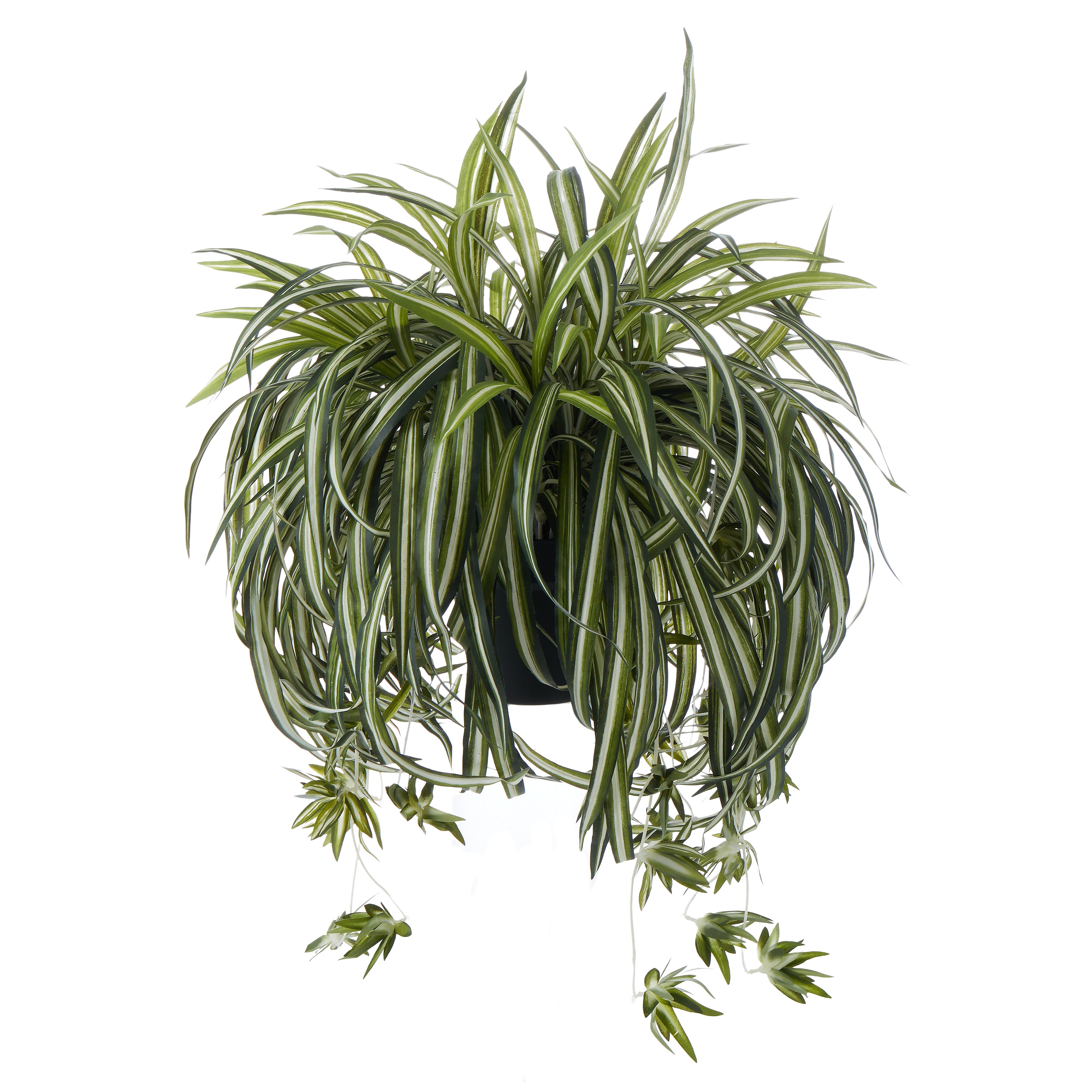 Buy Spider Plant Garden Pot Green Black in Perth, Osborne Park, Joondalup, WA The Furniture