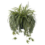 Spider Plant Garden Pot Green-Black