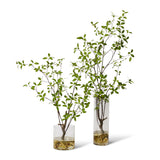 Pittosporum Plant in Vera Vase - Green