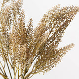 Astilbe Bush - Coffee