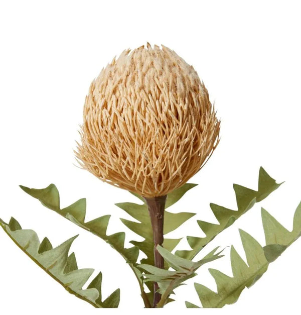 Banksia Baxteri Stem - Beige