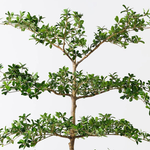 Black Olive Tree - Green