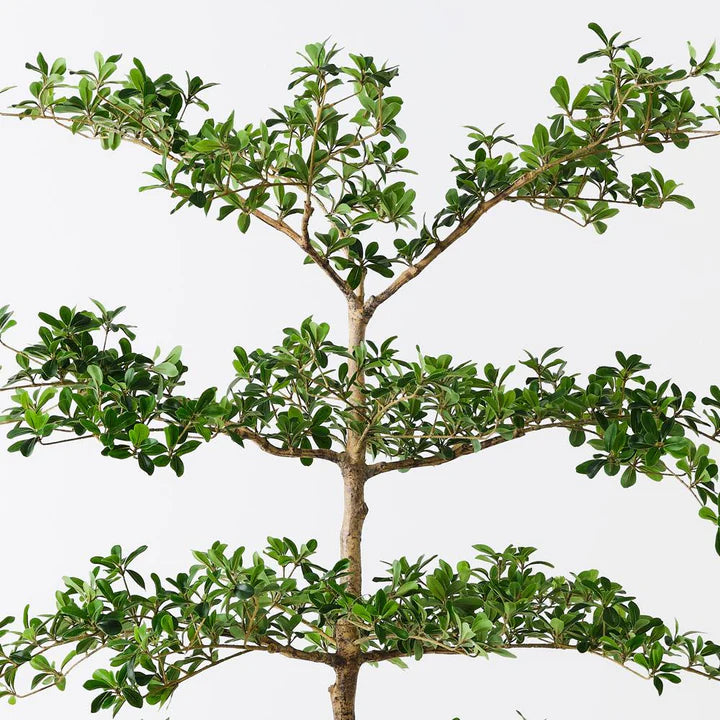 Black Olive Tree - Green