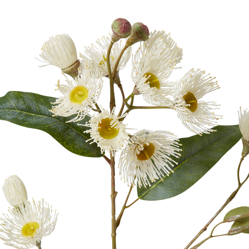 Eucalyptus Flowering Spray - White