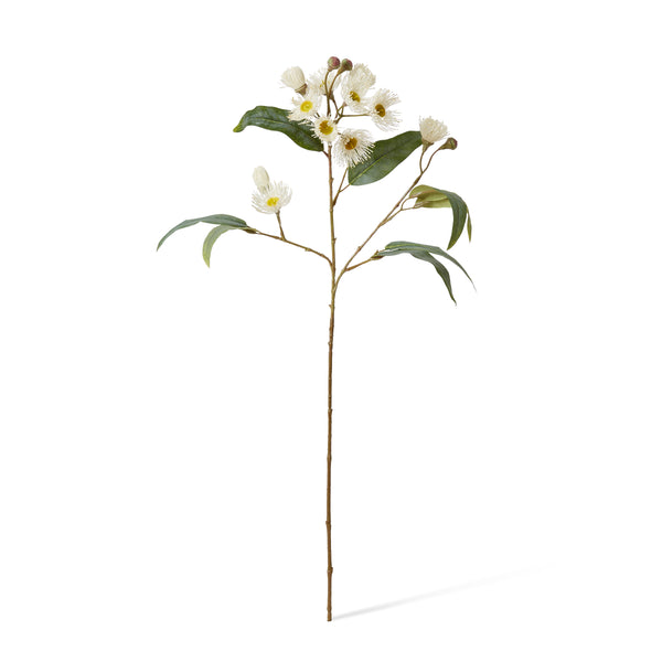 Eucalyptus Flowering Spray - White