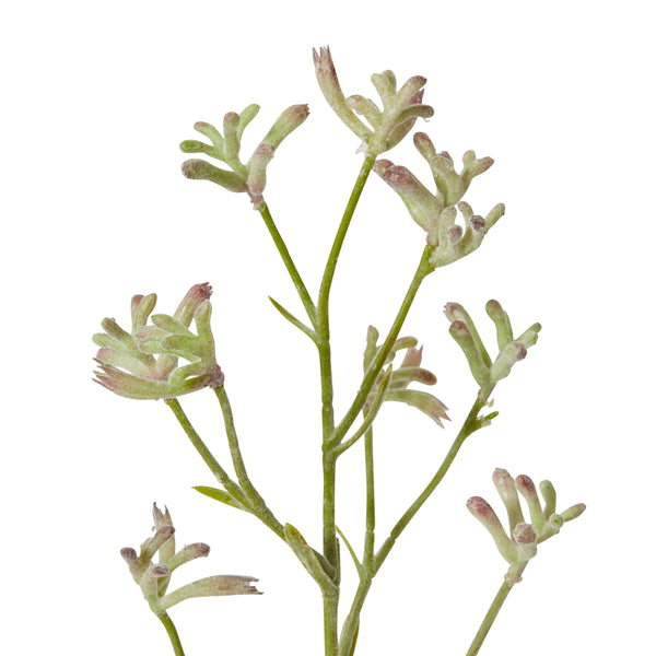 Kangaroo Paw Spray - Green