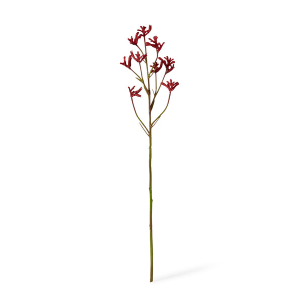 Kangaroo Paw Stem - Red