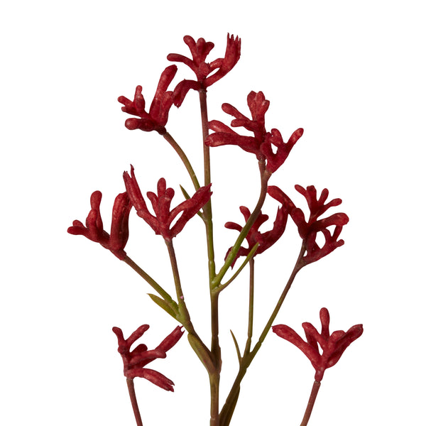 Kangaroo Paw Stem - Red