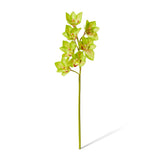 Cymbidium Lush Stem - Green