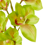 Cymbidium Lush Stem - Green