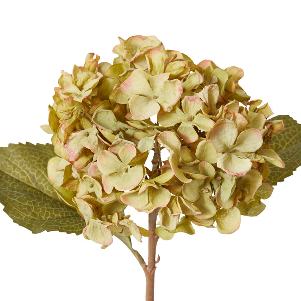 Hydrangea Rapture Stem - Dusty Green