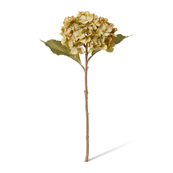 Hydrangea Rapture Stem - Dusty Green