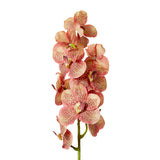 Vanda Orchid - Blush