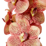 Vanda Orchid - Blush