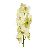 Vanda Orchid - Green