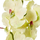Vanda Orchid - Green